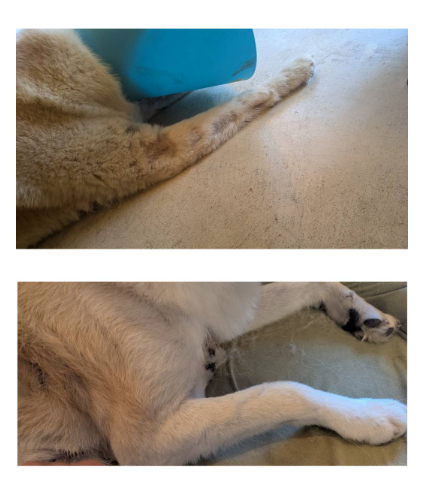 改善したこまちちゃんの写真1